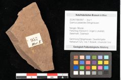 Foto (Objekt + Etikett) von Quercus palaeoilex Ettingshausen (NHMW-GEO-2024-0188-0957)